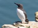 Common Guillemot (Uria aalge).jpg